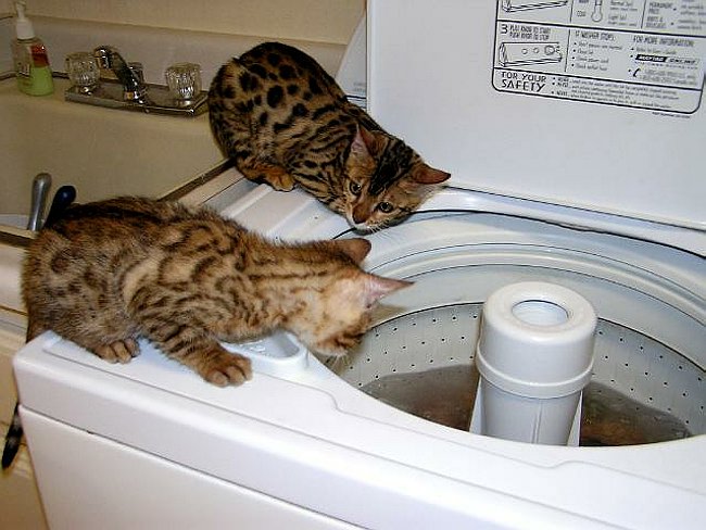 Fuzzy Lance wEncore Washer